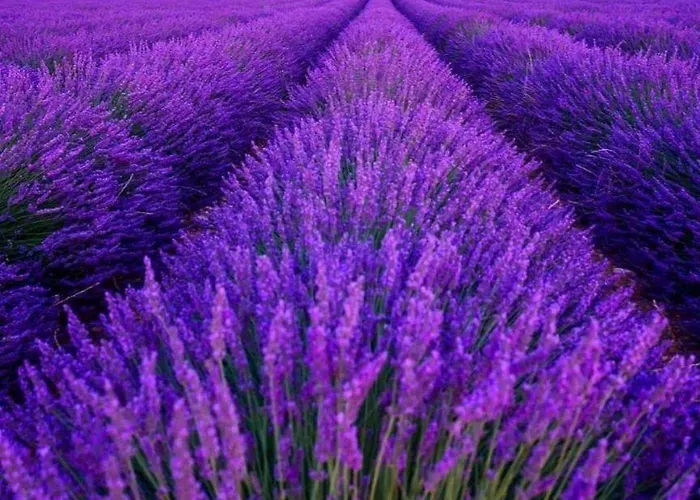 Campsite / 3* / Gorges Du Verdon / Proche Du De Ste Croix /standing/ 4 P Sainte-Croix-de-Verdon